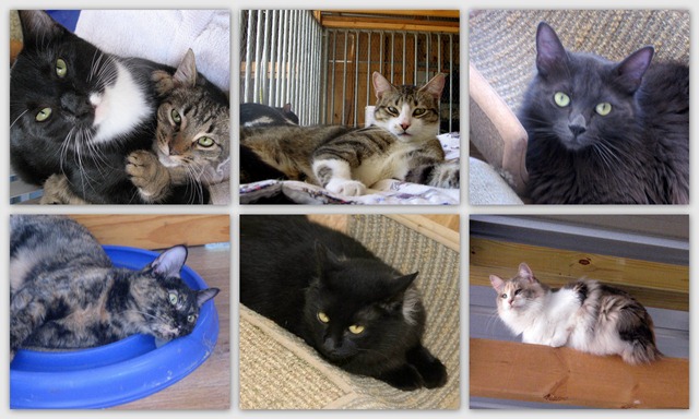[Cinderella%2520Pet%2520Rescue%255B5%255D.jpg]