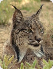 Linces1 Linces1