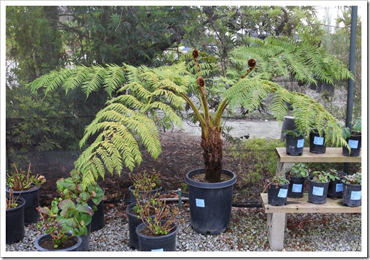 120212_SierraAzul_treefern