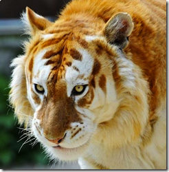 golden-tiger golden-tiger