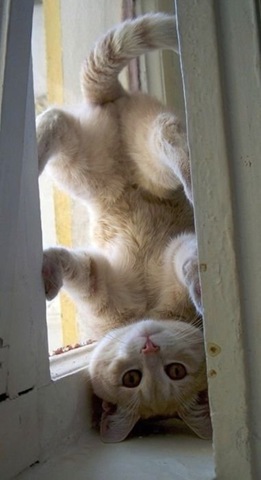 [viral-picdump-pics-dfb35b%255B2%255D.jpg]