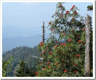 [alum-cave-trail-view_thumb22.jpg]