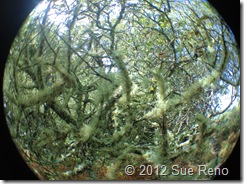 SueReno_SanBruno_Mossy SueReno_SanBruno_Mossy