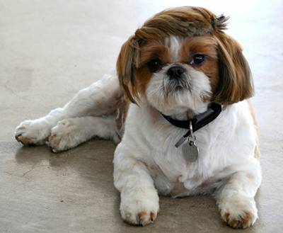 Nice Hairstyles for pets..