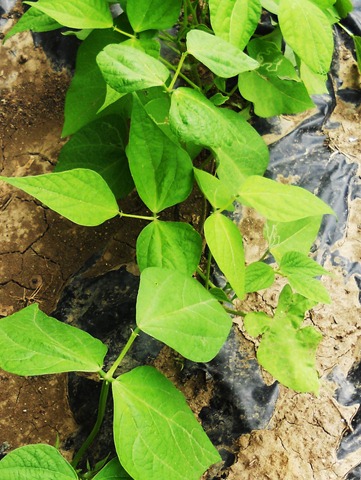 [garden5%255B3%255D.jpg]