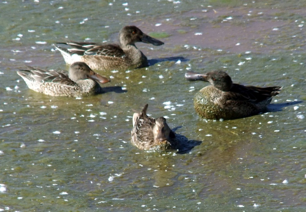 [Northern%2520Shovelers%25201-19-2012%25201-15-42%2520PM%25201797x1243%255B4%255D.jpg]