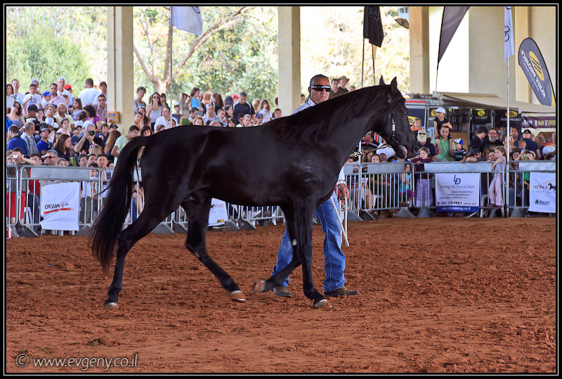 il/Фото: Stallion Show 2011 (20110416 stllion show 057 2210)