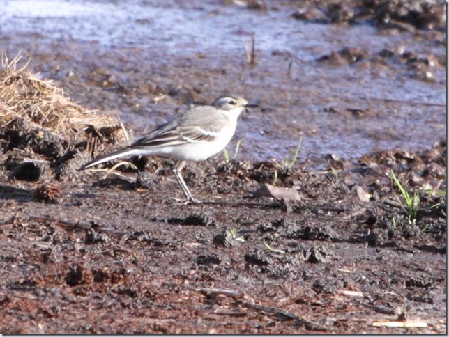 Citrine Wagtail