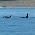 Killer.whales.dscn3717