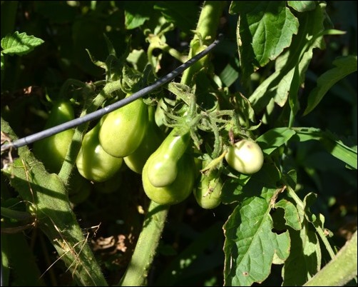 yellow pear tomatoes