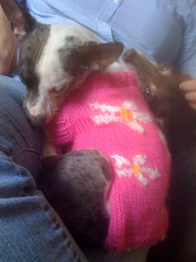 Pepper looooves her sweaters!
Here she is 'pretty in pink...'