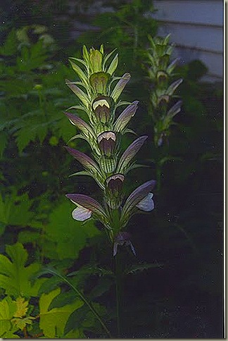 acanthus2