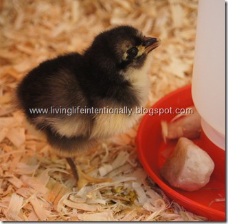 Baby Chicken Drinking Baby Chicken Drinking