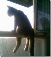 high on a ledge cat