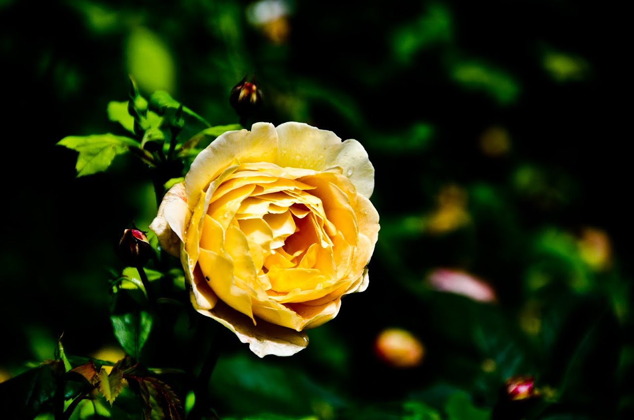 Yellow rose