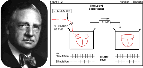 [otto-loewi-experiment%255B2%255D.gif]