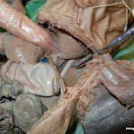 Pig Aorta