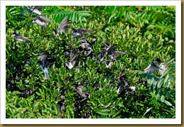 Tree Swallow SwarmD7K_4147 August 18, 2011 NIKON D7000