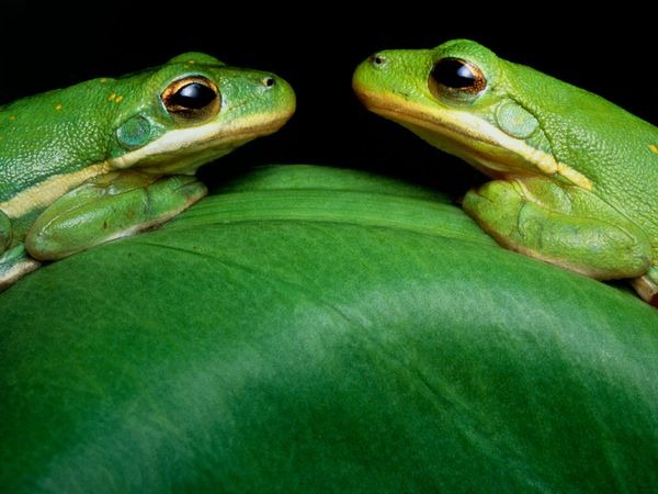 [green-frogs-eastcott_1423_600x450%2520-%2520copia%255B6%255D.jpg]