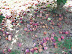 Picking Apples