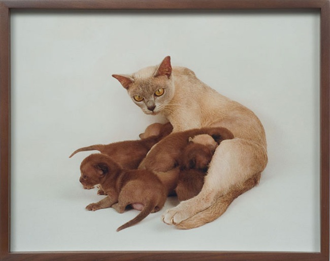 kitties