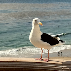 Western Gull  