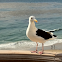 Western Gull  