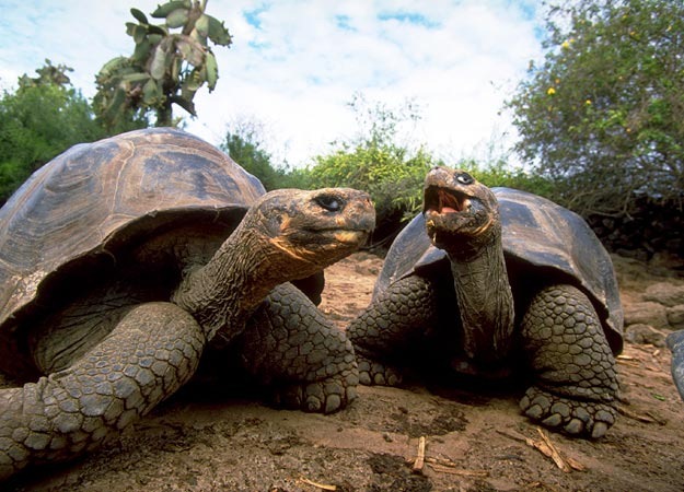 [dieters-galapagos-tortoise%255B3%255D.jpg]