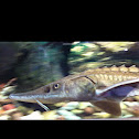 Lake Sturgeon
