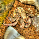 Hermit Crab