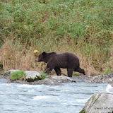 Urso no Chilkoot Lake State Park -  Haines, Alaska, EUA