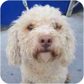 Johnny is from the San Francisco SPCA. To learn more about Johnny, click on the link to the shelter below. Johnny is from the San Francisco SPCA. To learn more about Johnny, click on the link to the shelter below.