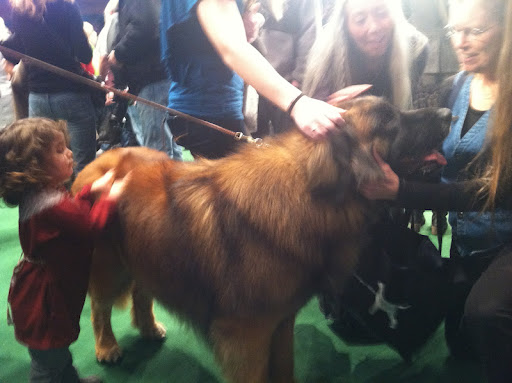 Leonberger 'Dozer' meets his fans!