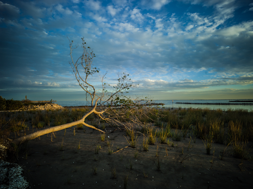 Peter's Photo Expeditions Pine Gully Park Seabrook