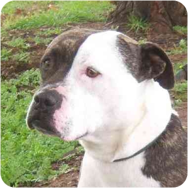 Lovely Miss Ruby is a pit bull/bulldog mix.
She is house trained and great with kids. Miss Ruby is available for adoption through It's The Pits Rescue in San Diego California. See link at end of blog post. Lovely Miss Ruby is a pit bull/bulldog mix.
She is house trained and great with kids. Miss Ruby is available for adoption through It's The Pits Rescue in San Diego California. See link at end of blog post.