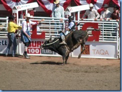 9503 Alberta Calgary - Calgary Stampede 100th Anniversary - Stampede Grandstand - Calgary Stampede Bull Riding Championship