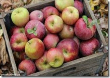 Drying-apples-101-4 Drying-apples-101-4