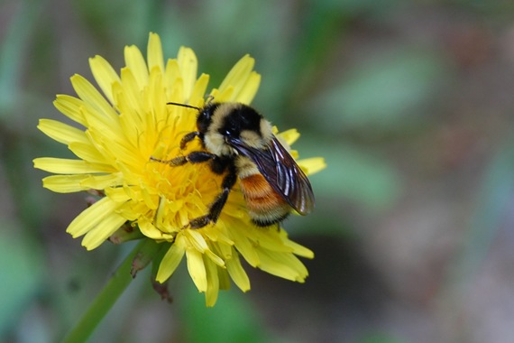 [BUMBLEBEEORANGEBELT22.jpg]