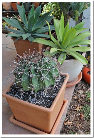 110611_Ferocactus-wislizenii_10 110611_Ferocactus-wislizenii_10