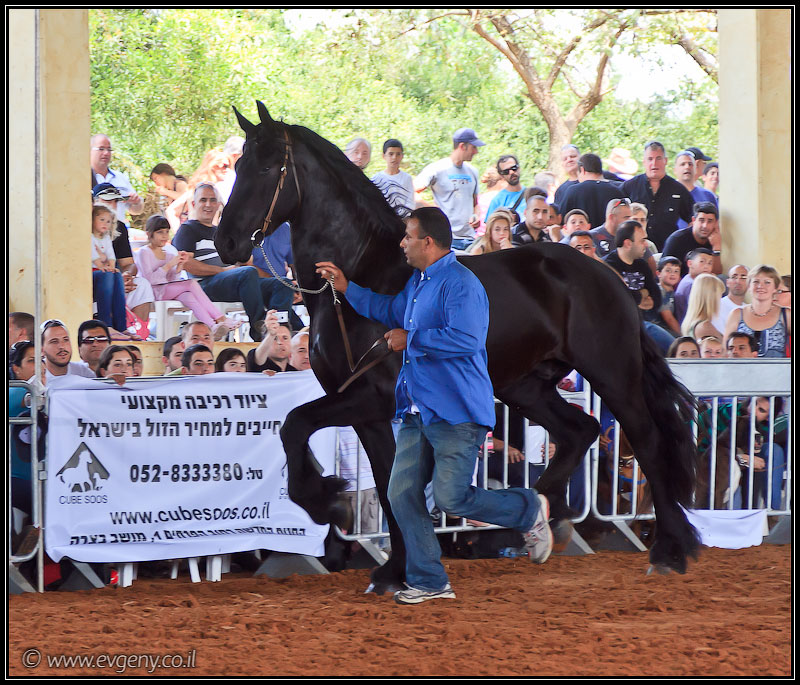 il/Фото: Stallion Show 2011 (20110416 stllion show 113 2519)