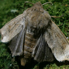 Hawk Moth?