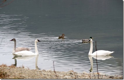 Family with Mallards