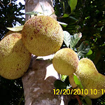 Индия 2010 352.jpg
