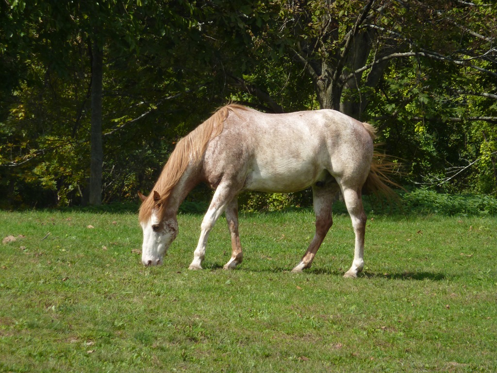 [horse%255B7%255D.jpg]