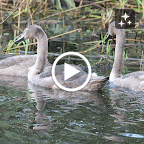 IMG_8192-MOTION.gif