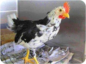 Acorn
I'm a loyal chicken with lots of personality and love to give.
Will you come help me?
Bonita, CA
(See end of blog for a link to my info.) Acorn
I'm a loyal chicken with lots of personality and love to give.
Will you come help me?
Bonita, CA
(See end of blog for a link to my info.)