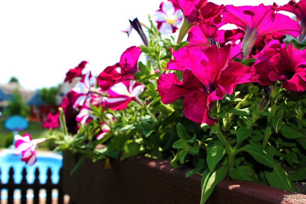 [petunias%25203%255B4%255D.jpg]