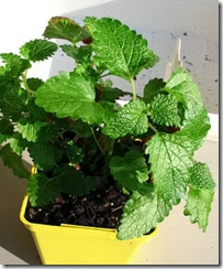 lemon balm lemon balm