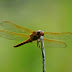 P1290917