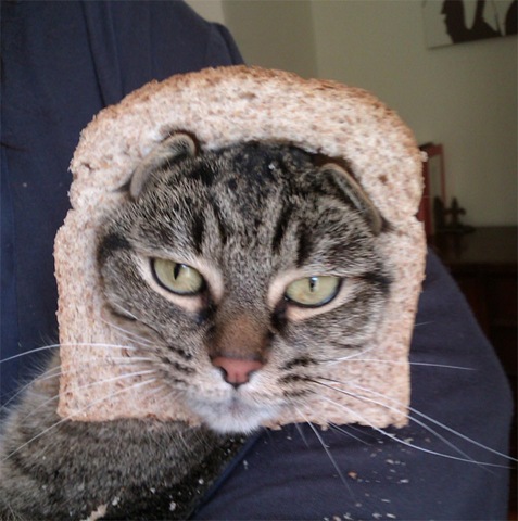 [breaded-cats-11%255B2%255D.jpg]